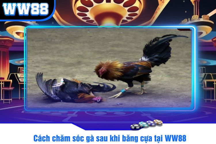 Cách chăm sóc gà sau khi băng cựa tại WW88