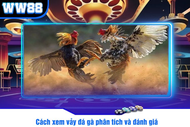 Cách xem vảy đá gà phân tích và đánh giá