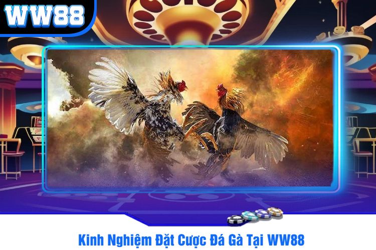 Kinh Nghiệm Đặt Cược Đá Gà Tại WW88