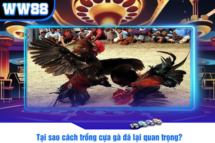 Tại sao cách trồng cựa gà đá lại quan trọng?