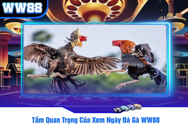 Tầm Quan Trọng Của Xem Ngày Đá Gà WW88